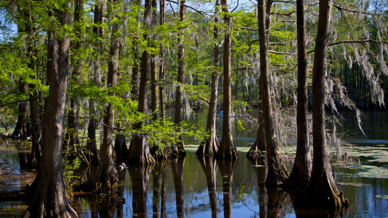 Cypress trees at Greenfield Lake